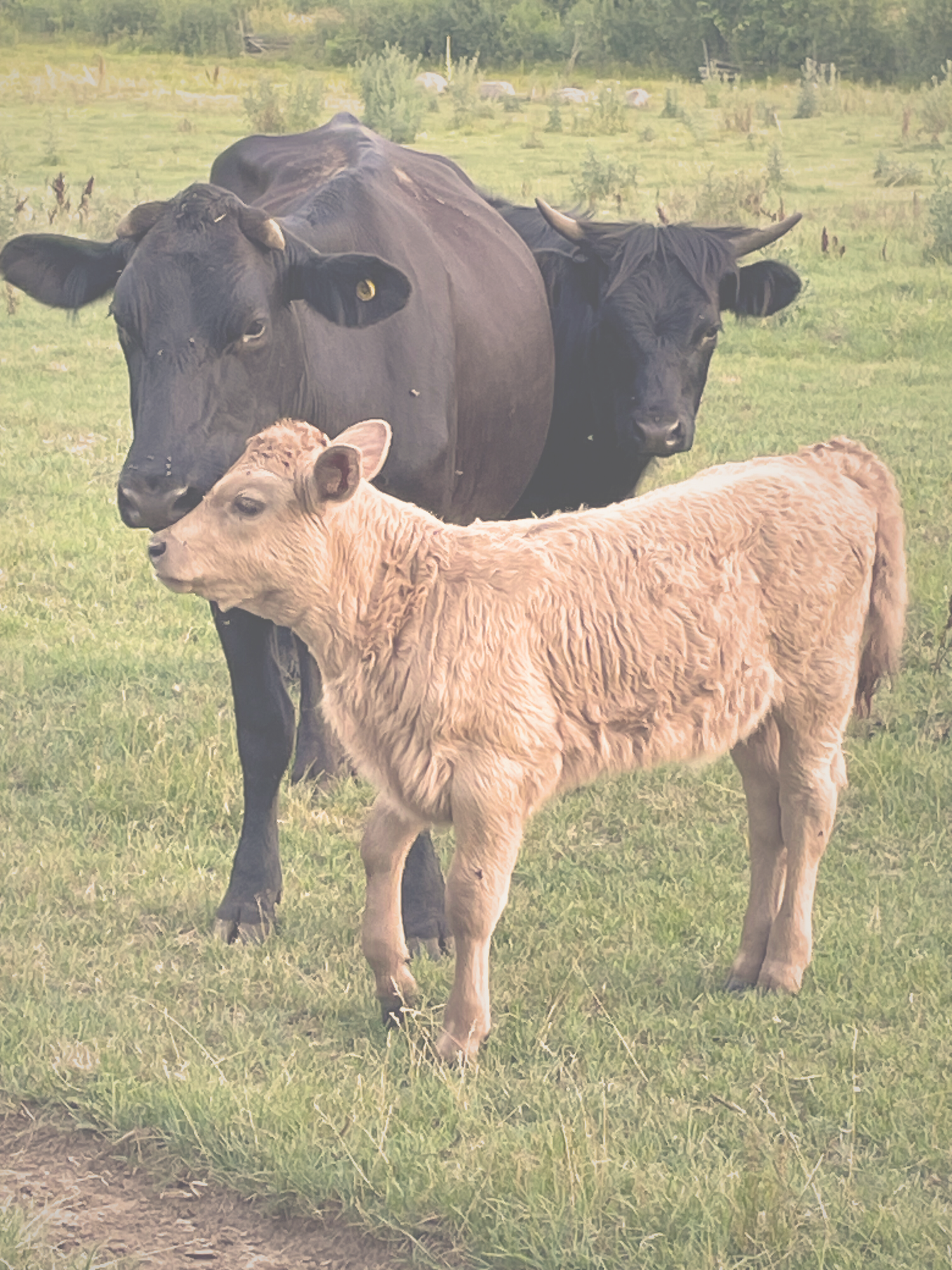 Whipped Tallow Moisturizers and Balms